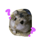 癒されはむちゃん（個別スタンプ：1）