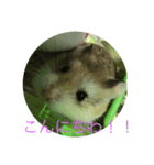 癒されはむちゃん（個別スタンプ：3）
