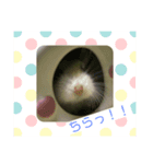 癒されはむちゃん（個別スタンプ：6）