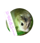 癒されはむちゃん（個別スタンプ：7）