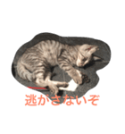 シャロたそスタンプ（個別スタンプ：1）