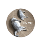 リュウとシュシュ（個別スタンプ：8）