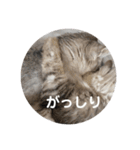 リュウとシュシュ（個別スタンプ：13）
