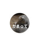 リュウとシュシュ（個別スタンプ：18）
