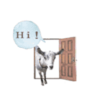 ミニヤギ´( θ ω θ )`②（個別スタンプ：1）