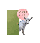 ミニヤギ´( θ ω θ )`②（個別スタンプ：6）