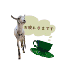 ミニヤギ´( θ ω θ )`②（個別スタンプ：9）