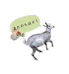 ミニヤギ´( θ ω θ )`②（個別スタンプ：10）