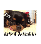 チワワのリアンのスタンプ（個別スタンプ：2）