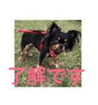 チワワのリアンのスタンプ（個別スタンプ：5）