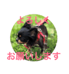 チワワのリアンのスタンプ（個別スタンプ：6）