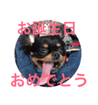 チワワのリアンのスタンプ（個別スタンプ：14）