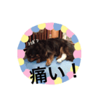 チワワのリアンのスタンプ（個別スタンプ：22）