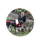 チワワのリアンのスタンプ（個別スタンプ：23）