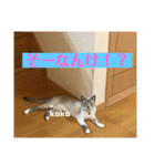 栃木弁なニャンコです(^-^) by nana＆ koko（個別スタンプ：3）