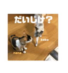 栃木弁なニャンコです(^-^) by nana＆ koko（個別スタンプ：5）