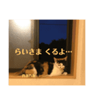 栃木弁なニャンコです(^-^) by nana＆ koko（個別スタンプ：6）