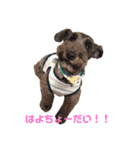 黒シュナシュートくん（個別スタンプ：27）