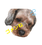 マィペットスタンプ（個別スタンプ：1）