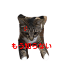 家族だろこれ（個別スタンプ：5）