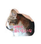 家族だろこれ（個別スタンプ：6）