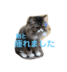 家族だろこれ（個別スタンプ：12）