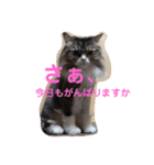 家族だろこれ（個別スタンプ：13）