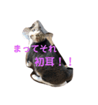 家族だろこれ（個別スタンプ：17）