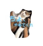 家族だろこれ（個別スタンプ：19）