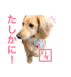 ミニチュアダックス・リィさんスタンプ（個別スタンプ：3）