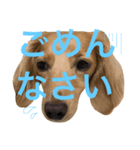 ミニチュアダックス・リィさんスタンプ（個別スタンプ：4）