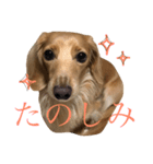 ミニチュアダックス・リィさんスタンプ（個別スタンプ：7）