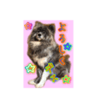 秋田犬  ナッちゃん（個別スタンプ：3）