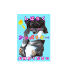 秋田犬  ナッちゃん（個別スタンプ：5）