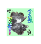 秋田犬  ナッちゃん（個別スタンプ：7）