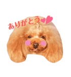 来音の看板犬・ひなののスタンプ（個別スタンプ：1）