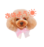 来音の看板犬・ひなののスタンプ（個別スタンプ：4）