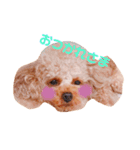 来音の看板犬・ひなののスタンプ（個別スタンプ：6）