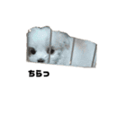 犬のモコちゃん(チワマル)（個別スタンプ：36）