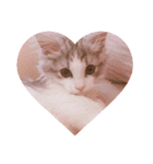 Máni Máni ♡（個別スタンプ：1）