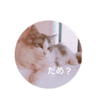Máni Máni ♡（個別スタンプ：7）