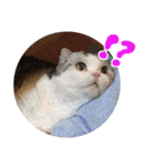 るーちゃんがいる毎日（個別スタンプ：2）