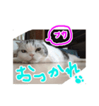 るーちゃんがいる毎日（個別スタンプ：6）