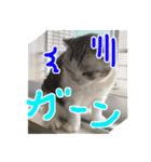 るーちゃんがいる毎日（個別スタンプ：9）