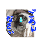 るーちゃんがいる毎日（個別スタンプ：10）