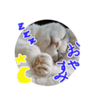 るーちゃんがいる毎日（個別スタンプ：12）
