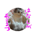 るーちゃんがいる毎日（個別スタンプ：15）