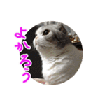 るーちゃんがいる毎日（個別スタンプ：16）