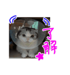 るーちゃんがいる毎日（個別スタンプ：19）