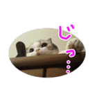 るーちゃんがいる毎日（個別スタンプ：20）